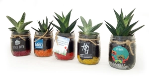Mini plante dépolluante en bocal personnalisable