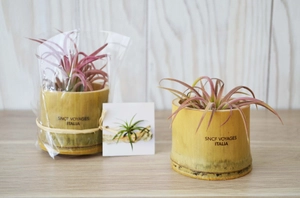 Tillandsia en pot bambou, Plante déco dépolluante personnalisable