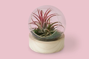 Terrarium Globe avec socle en bois personnalisable