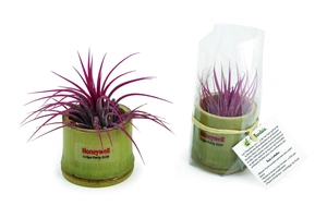 Tillandsia en pot bambou, Plante déco dépolluante personnalisable