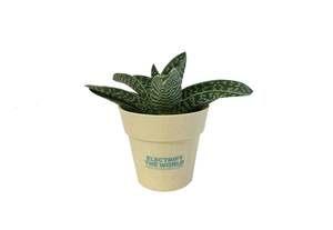 Plante en pot de bambou diamètre 6 cm - plante au choix personnalisable