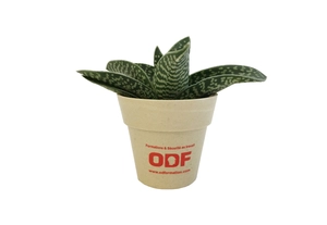 Plante en pot de bambou diamètre 6 cm - plante au choix personnalisable