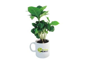 Plant de Caféier avec mug personnalisable personnalisable