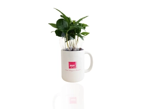 Plant de Caféier avec mug personnalisable personnalisable