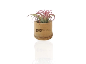 Tillandsia en pot bambou, Plante déco dépolluante personnalisable