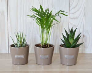 Mini plante dépolluante en pot ceramique personnalisable