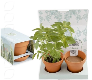 Kit de plantation coffret 2 pot sen terre cuite personnalisable