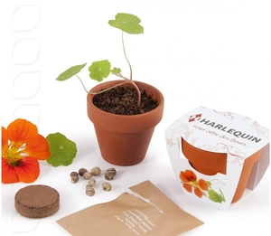 Kit de plantation en pot terre cuite avec graines personnalisable