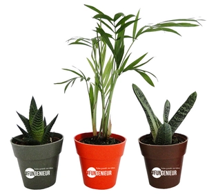 Plante en pot de bambou diamètre 6 cm - plante au choix personnalisable