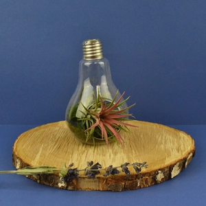 Ampoule tillandsia personnalisable personnalisable