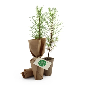 Arbre en pot de cellulose assemblé en france - produit vertueux par excellent personnalisable