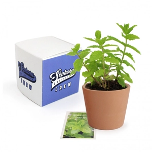 Cube de plantation avec pot céramique 7 cm - kits semis personnalisable