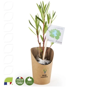 Petit plant de laurier rose en pot carton kraft personnalisable