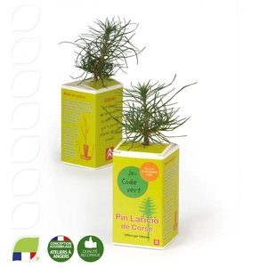 Petit plant de pin en cube carton imprimé personnalisable