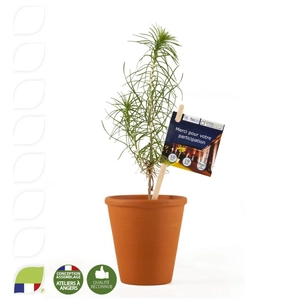 Petit plant de pin en pot terre cuite personnalisable