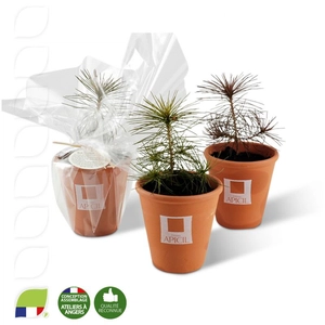 Petit plant de pin en pot terre cuite personnalisable