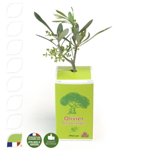 Petit plant plant d'olivier en cube carton imprimé personnalisable