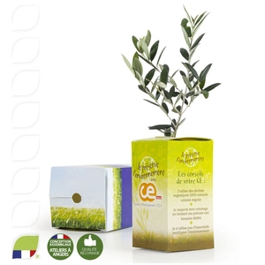 Petit plant plant d'olivier en cube carton imprimé personnalisable