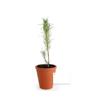 Plant d'arbre résineux pot terre cuite personnalisable