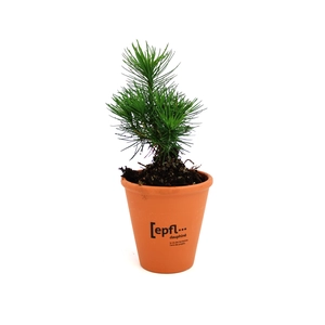 Plant d'arbre résineux pot terre cuite personnalisable