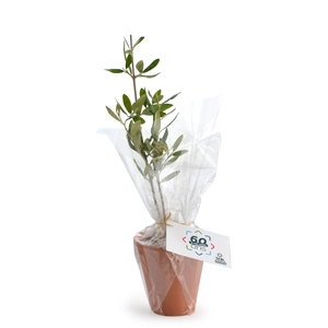 Plant d'arbre résineux pot terre cuite personnalisable