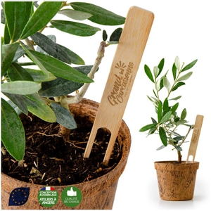 Plant d'olivier avec pot en fibres de coco biodégradable personnalisable