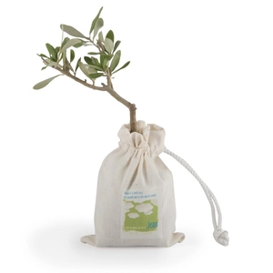 Plant d'olivier en pochon coton personnalisable
