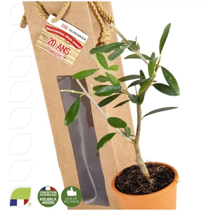 Plant d'olivier en pot terre et sac prestige kraft personnalisable