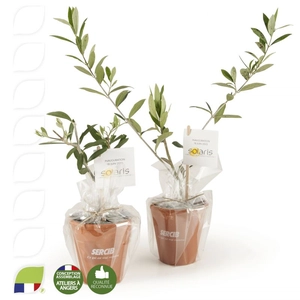 Plant d'olivier pot terre cuite personnalisable