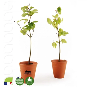 Plant de hêtre pot terre cuite personnalisable