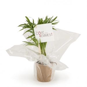 Plante dépolluante en gobelet carton - Chamaedorea personnalisable