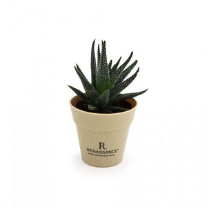 Plante en pot de bambou diamètre 6 cm - plante au choix personnalisable