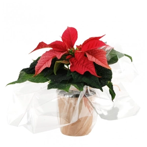 Plante étoile de Noël - Poinsettia personnalisable