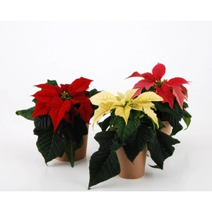 Plante étoile de Noël - Poinsettia personnalisable