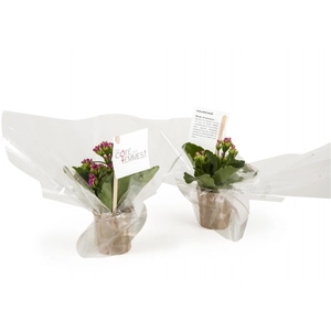 Plante grasse fleurie - Kalanchoé personnalisable