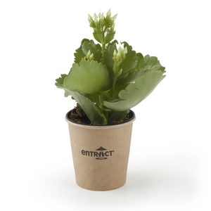 Plante grasse fleurie - Kalanchoé personnalisable