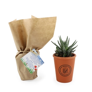 Plante pot terre cuite Ø7cm