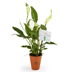 Spathiphyllum en pot terre cuite personnalisable