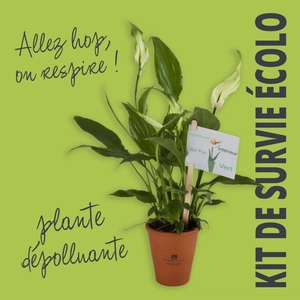 Spathiphyllum en pot terre cuite personnalisable