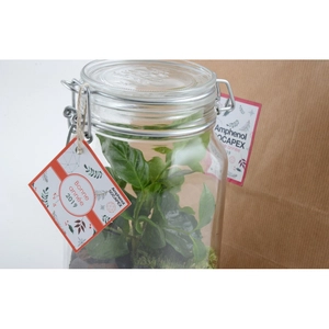 Terrarium bocal 1.5L caféier personnalisable