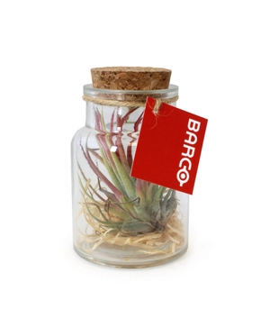 Terrarium Tillandsia petit modèle, avec bouchon en liège personnalisable