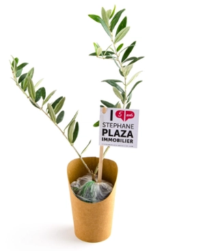 Plant d'olivier en pot carton kraft personnalisable