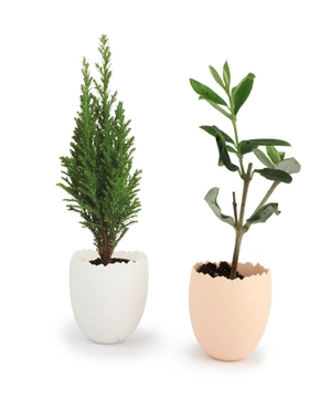 L'oeuf Mini Plant Arbre personnalisable