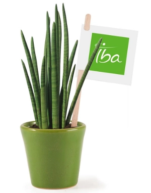 Sansevieria plante spaghetti personnalisable