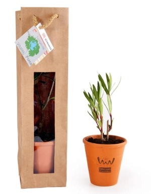 Petit plant de laurier rose en pot terre et sac prestige personnalisable