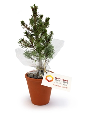 Plant d'arbre résineux pot terre cuite