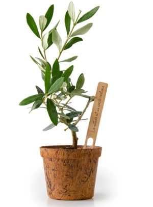 Plant d'olivier avec pot en fibres de coco biodégradable personnalisable