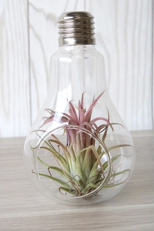Ampoule tillandsia personnalisable personnalisable