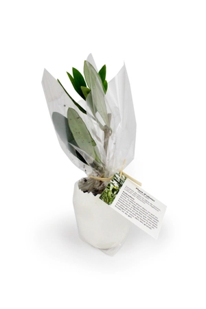 L'oeuf Mini Plant Arbre personnalisable