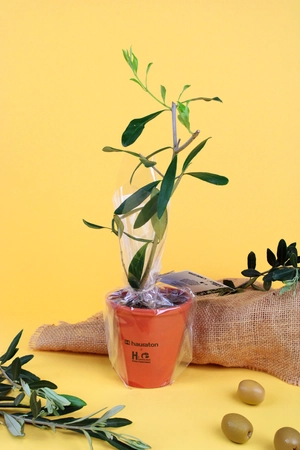 Plant d'arbre résineux pot terre cuite personnalisable